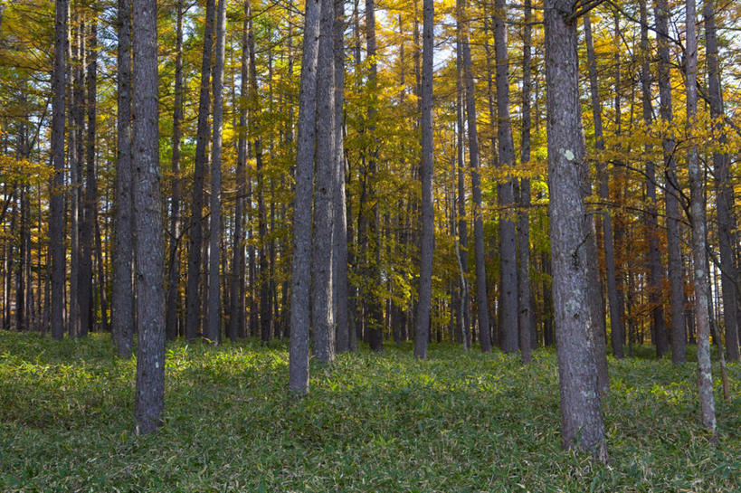 无人,横图,室外,白天,正面,旅游,度假,草地,草坪,美景,森林,树林,植物,日本,亚洲,阴影,光线,影子,景观,娱乐,草,树,树木,绿色,阳光,自然,享受,休闲,景色,放松,生长,成长,自然风光,东亚,本州,关东地方,本州岛,日本国,栃木,栃木县,彩图