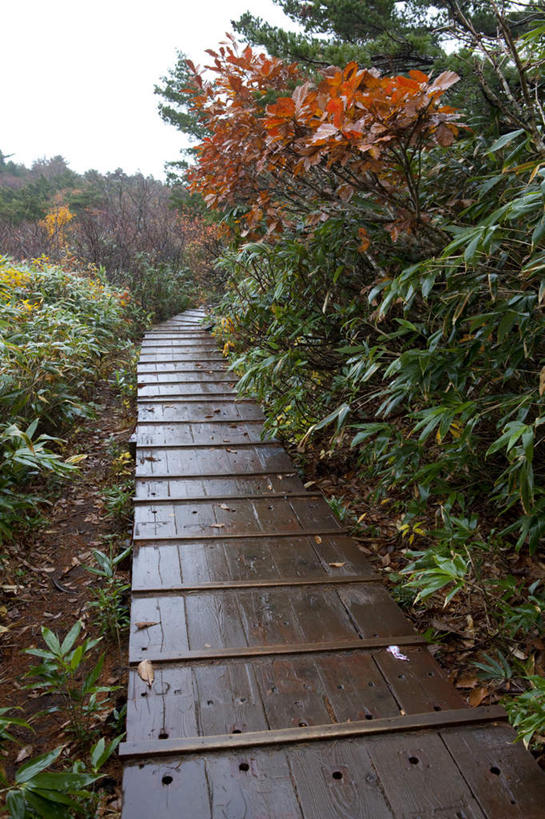 无人,竖图,室外,白天,仰视,旅游,度假,草地,草坪,美景,植物,楼梯,道路,路,日本,亚洲,阴影,光线,影子,阶梯,景观,云,云朵,小路,交通,云彩,娱乐,台阶,草,树,树木,蓝色,绿色,白云,蓝天,天空,阳光,自然,天,享受,休闲,景色,放松,乡间小路,生长,成长,自然风光,东亚,本州,本州岛,日本国,东北地方,福岛,福岛县,彩图,低角度拍摄