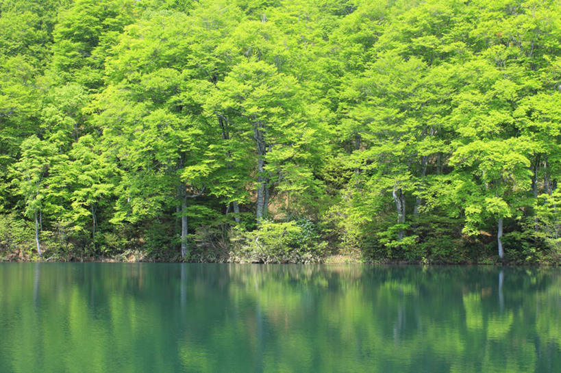 无人,横图,室外,白天,正面,旅游,度假,草地,草坪,湖,湖泊,美景,森林,树林,水,植物,长野县,日本,亚洲,波纹,湖面,景观,水流,水面,娱乐,草,树,树木,绿色,水纹,自然,波浪,湖水,享受,休闲,景色,放松,生长,成长,自然风光,东亚,本州,本州岛,日本国,中部地方,长野,彩图