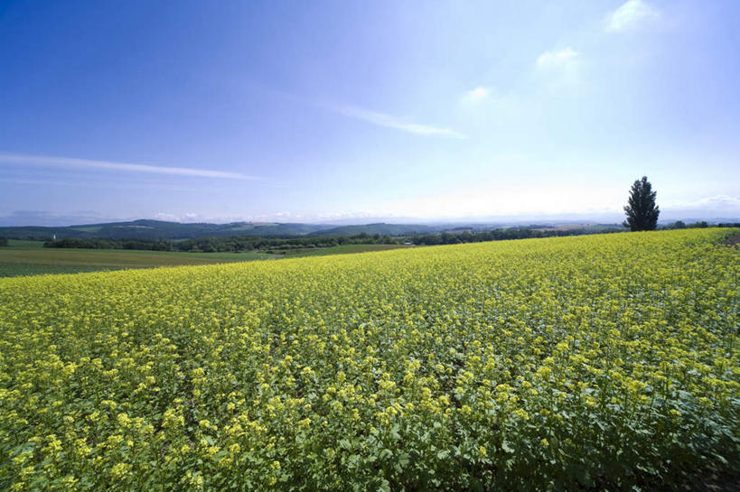 无人,农田,横图,室外,白天,正面,旅游,度假,庄稼,农作物,草地,草坪,美景,植物,北海道,日本,亚洲,阴影,盛开,光线,影子,景观,云,云朵,花蕾,云彩,娱乐,草,花,花瓣,花朵,鲜花,树,树木,黄色,蓝色,绿色,白云,蓝天,天空,阳光,自然,天,花苞,花蕊,油菜花,享受,休闲,景色,放松,生长,成长,自然风光,东亚,日本国,北海道地方,北海道岛,彩图,耕地,庄稼田,芸苔,芸薹