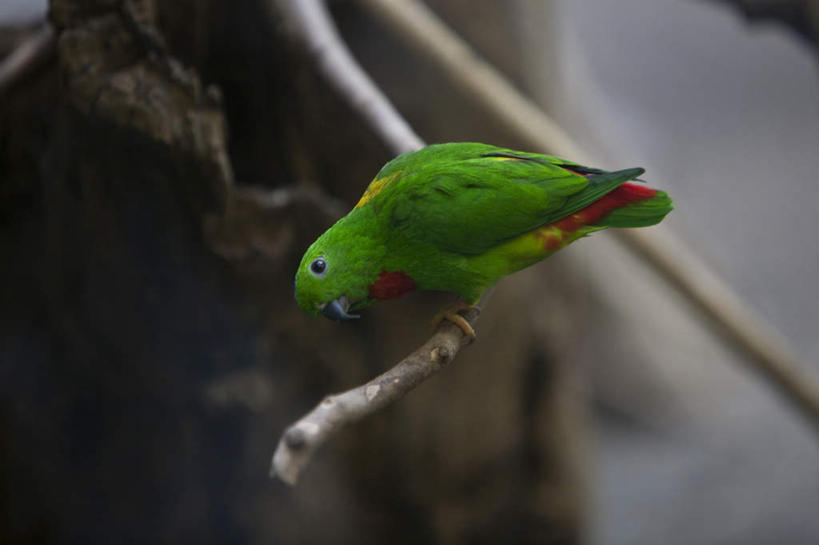 无人,站,横图,俯视,室外,特写,白天,旅游,度假,美景,植物,鸟,野生动物,鹦鹉,朦胧,模糊,鸟类,景观,扭头,注视,娱乐,树,树木,树枝,一只,绿色,自然,动物,观察,看,站着,转头,享受,休闲,景色,放松,可爱,活泼,生长,成长,观看,察看,关注,自然风光,站立,彩图,高角度拍摄