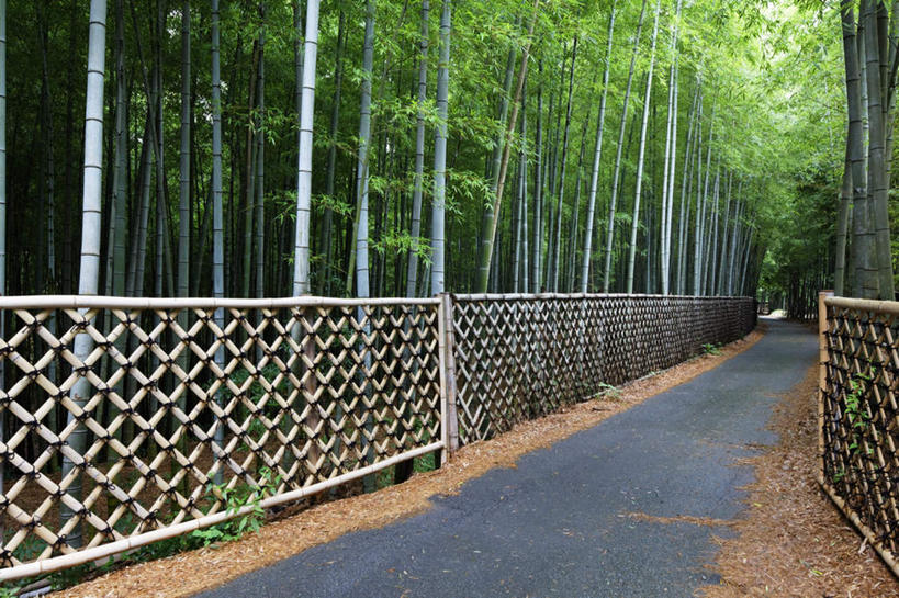 无人,栏杆,横图,室外,白天,正面,旅游,度假,草地,草坪,美景,植物,道路,路,京都,日本,亚洲,阴影,光线,影子,栅栏,景观,篱笆,云,云朵,围栏,小路,交通,云彩,娱乐,护栏,草,树,树木,蓝色,绿色,白云,蓝天,天空,阳光,自然,天,享受,休闲,景色,放松,乡间小路,京都府,生长,成长,自然风光,东亚,本州,本州岛,日本国,近畿地方,近畿,彩图