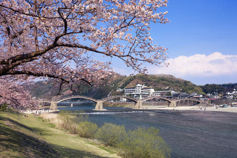 无人,横图,室外,白天,正面,旅游,度假,草地,草坪,河流,美景,山,山脉,水,植物,大桥,立交桥,桥梁,樱花,日本,亚洲,阴影,波纹,盛开,光线,影子,河水,景观,山峰,水流,云,云朵,高架,斜拉桥,桥,山峦,花蕾,云彩,娱乐,草,花,花瓣,花朵,鲜花,树,树木,粉色,蓝色,绿色,白云,蓝天,水纹,天空,阳光,自然,波浪,群山,天,花苞,花蕊,享受,休闲,景色,放松,生长,成长,自然风光,东亚,本州,本州岛,日本国,中国地方,仙樱花,福岛樱,青肤樱,山口,山口县,荆桃,彩图