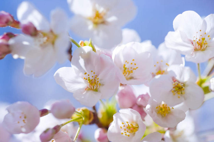 无人,横图,室外,特写,白天,仰视,旅游,度假,美景,植物,樱花,神奈川,日本,亚洲,阴影,朦胧,模糊,盛开,光线,影子,景观,云,云朵,神奈川县,花蕾,云彩,娱乐,花,花瓣,花朵,鲜花,树,树木,粉色,蓝色,绿色,白云,蓝天,天空,阳光,自然,天,花苞,花蕊,享受,休闲,景色,放松,生长,成长,自然风光,东亚,本州,关东地方,本州岛,日本国,仙樱花,福岛樱,青肤樱,荆桃,彩图,低角度拍摄