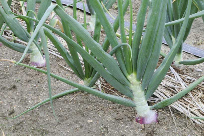 无人,农田,横图,俯视,室外,白天,旅游,度假,庄稼,农作物,美景,蔬菜,洋葱,叶子,许多,阴影,新鲜,光线,影子,景观,食品,绿叶,娱乐,食物,绿色,阳光,自然,享受,休闲,嫩叶,景色,放松,有机食品,绿色食品,自然风光,叶,叶片,圆葱,洋葱头,球葱,彩图,高角度拍摄,耕地,庄稼田