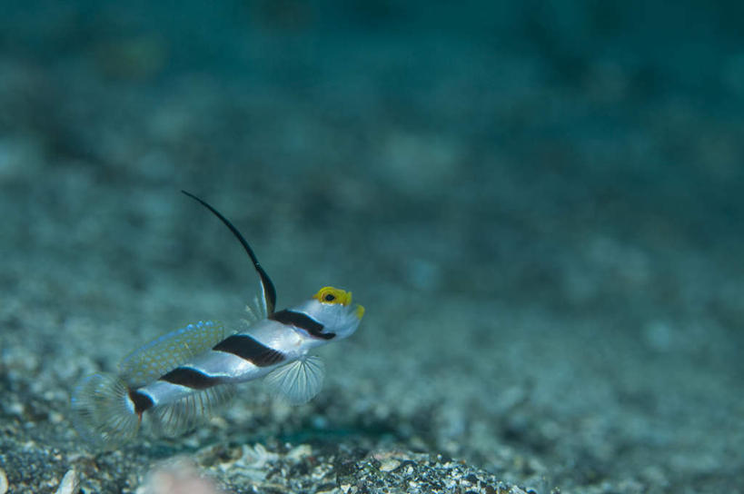 海鲜,无人,横图,俯视,室外,特写,白天,海底,水下,石头,美景,一条,阴影,条纹,朦胧,模糊,反射,鱼,石子,影子,景观,水底,注视,水产,鱼类,海洋生物,黑色,自然,观察,看,景色,海底世界,观看,游动,察看,关注,自然风光,水生动物,海产品,水生物,海底动物,海床,石块,彩图,高角度拍摄,全身