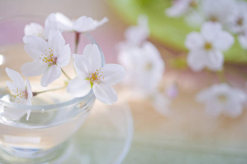 无人,横图,俯视,室内,特写,白天,桌面,樱花,杯子,餐具,阴影,朦胧,模糊,盛开,光线,碟子,盘,影子,花蕾,玻璃制品,花,花瓣,花朵,鲜花,白色,阳光,盘子,水杯,碟,花苞,花蕊,仙樱花,福岛樱,青肤樱,玻璃杯,荆桃,彩图,高角度拍摄