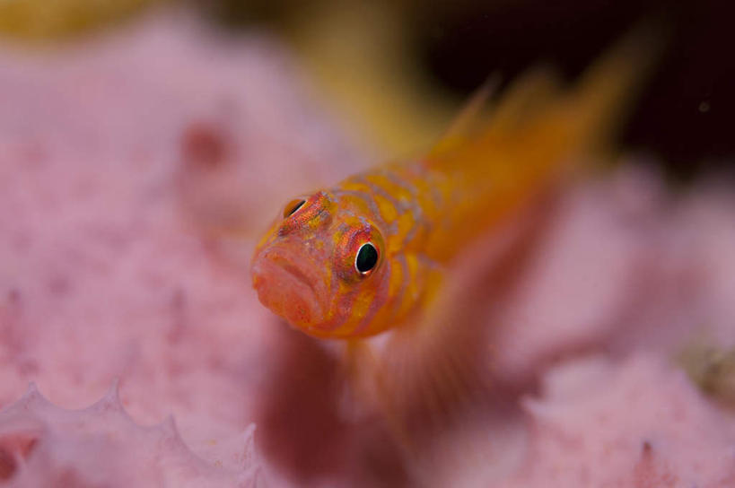 海鲜,无人,横图,俯视,室外,特写,白天,海底,水下,美景,阴影,朦胧,模糊,反射,鱼,珊瑚,影子,景观,水底,注视,珊瑚礁,水产,鱼类,海洋生物,一只,红色,自然,观察,看,景色,海底世界,观看,游动,察看,关注,自然风光,水生动物,海产品,水生物,海底动物,海底礁,海床,礁,岩石,彩图,高角度拍摄