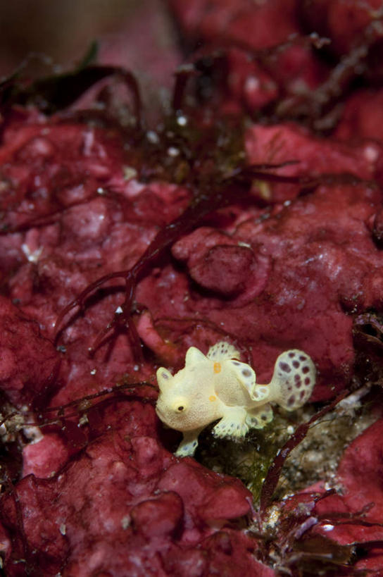 海鲜,无人,竖图,俯视,室外,特写,白天,海底,水下,美景,阴影,朦胧,模糊,反射,鱼,珊瑚,影子,景观,水底,注视,珊瑚礁,水产,鱼类,海洋生物,一只,红色,自然,观察,看,景色,海底世界,观看,游动,察看,关注,自然风光,水生动物,海产品,水生物,海底动物,海底礁,海床,礁,岩石,彩图,高角度拍摄