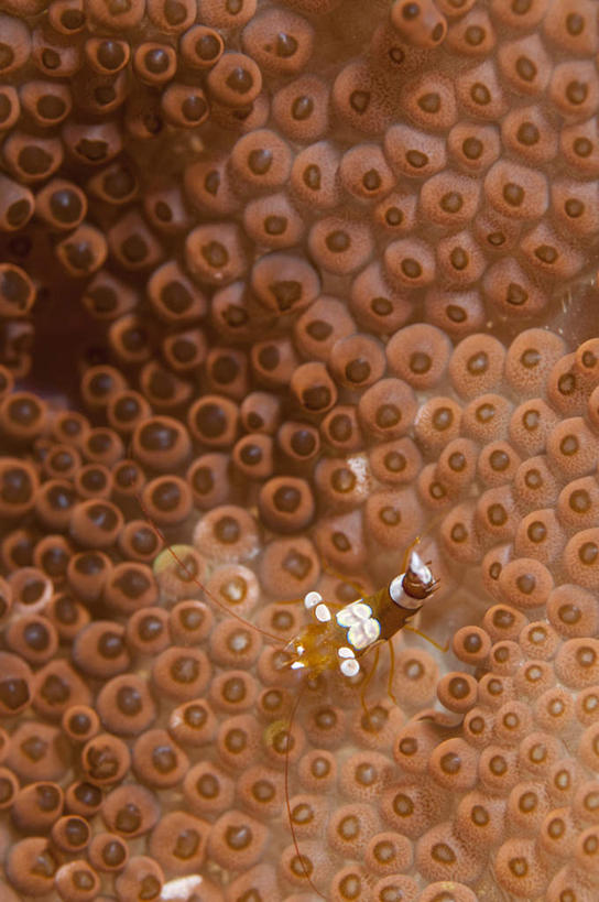 海鲜,无人,竖图,俯视,室外,特写,白天,海底,水下,美景,阴影,朦胧,模糊,反射,鱼,珊瑚,影子,景观,水底,注视,珊瑚礁,水产,鱼类,海洋生物,一只,红色,自然,观察,看,景色,海底世界,观看,游动,察看,关注,自然风光,水生动物,海产品,水生物,海底动物,海底礁,海床,礁,岩石,彩图,高角度拍摄
