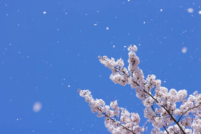 无人,横图,室外,白天,仰视,旅游,度假,美景,植物,樱花,神奈川,日本,亚洲,阴影,盛开,光线,影子,景观,神奈川县,花蕾,娱乐,花,花瓣,花朵,鲜花,树,树木,蓝色,绿色,白色,蓝天,天空,阳光,自然,天,花苞,花蕊,享受,休闲,景色,放松,生长,晴朗,成长,自然风光,东亚,本州,万里无云,关东地方,本州岛,日本国,仙樱花,福岛樱,青肤樱,晴空,晴空万里,荆桃,彩图,低角度拍摄