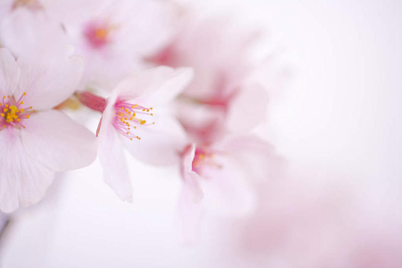 无人,横图,俯视,室内,特写,白天,白色背景,樱花,阴影,朦胧,模糊,盛开,光线,影子,花蕾,花,花瓣,花朵,鲜花,白色,阳光,花苞,花蕊,摄影,影棚,仙樱花,福岛樱,青肤樱,荆桃,彩图,高角度拍摄,影棚拍摄,拍摄