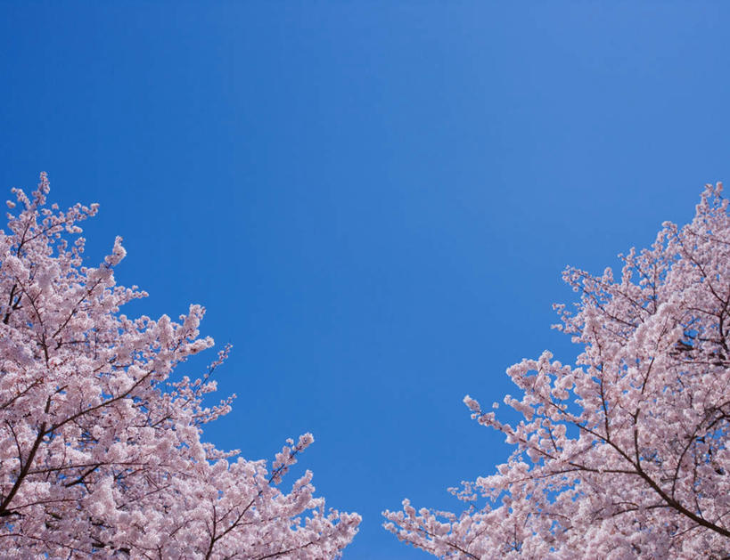 无人,横图,室外,白天,仰视,旅游,度假,美景,樱花,神奈川,日本,亚洲,阴影,盛开,光线,影子,景观,神奈川县,花蕾,娱乐,花,花瓣,花朵,鲜花,蓝色,白色,蓝天,天空,阳光,自然,天,花苞,花蕊,享受,休闲,景色,放松,晴朗,自然风光,东亚,本州,万里无云,关东地方,本州岛,日本国,仙樱花,福岛樱,青肤樱,晴空,晴空万里,荆桃,彩图,低角度拍摄