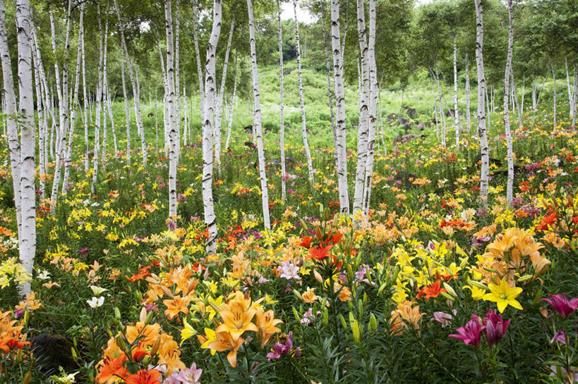 无人,横图,俯视,室外,白天,旅游,度假,草地,草坪,花海,花圃,美景,植物,叶子,长野县,日本,亚洲,阴影,盛开,光线,影子,景观,花蕾,娱乐,草,花,花瓣,花朵,花卉,鲜花,树,树木,蓝色,绿色,蓝天,天空,阳光,自然,花丛,花束,花田,天,花苞,花蕊,享受,休闲,景色,放松,生长,成长,自然风光,东亚,本州,本州岛,日本国,中部地方,长野,彩图,高角度拍摄