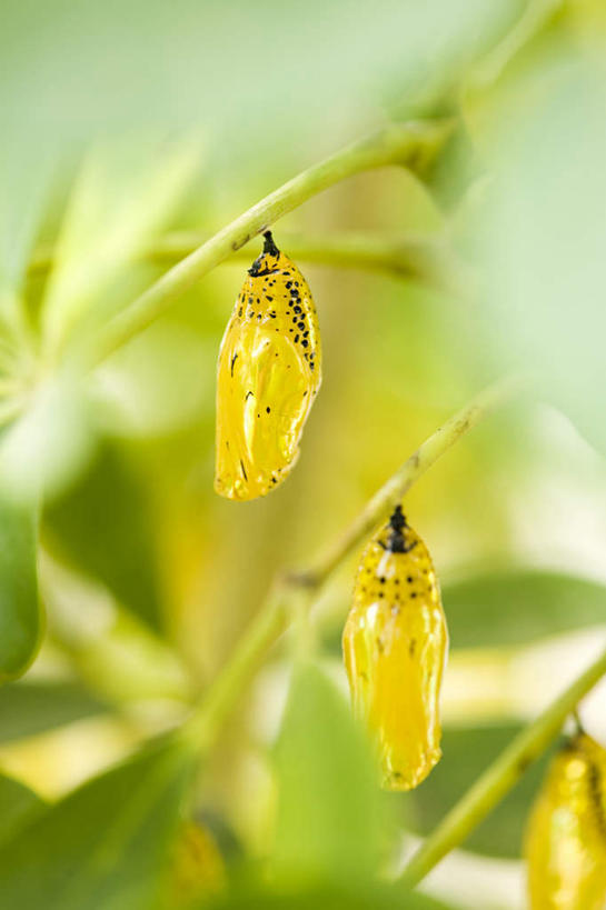 无人,竖图,室外,特写,白天,正面,旅游,度假,草地,草坪,美景,植物,蝴蝶,叶子,日本,亚洲,三只,一排,朦胧,模糊,整齐,昆虫,景观,绿叶,娱乐,冲绳,草,排列,黄色,绿色,自然,动物,趴着,享受,休闲,嫩叶,景色,放松,冲绳县,队列,自然风光,益虫,东亚,琉球群岛,日本国,九州地方,叶,叶片,趴,彩图,全身