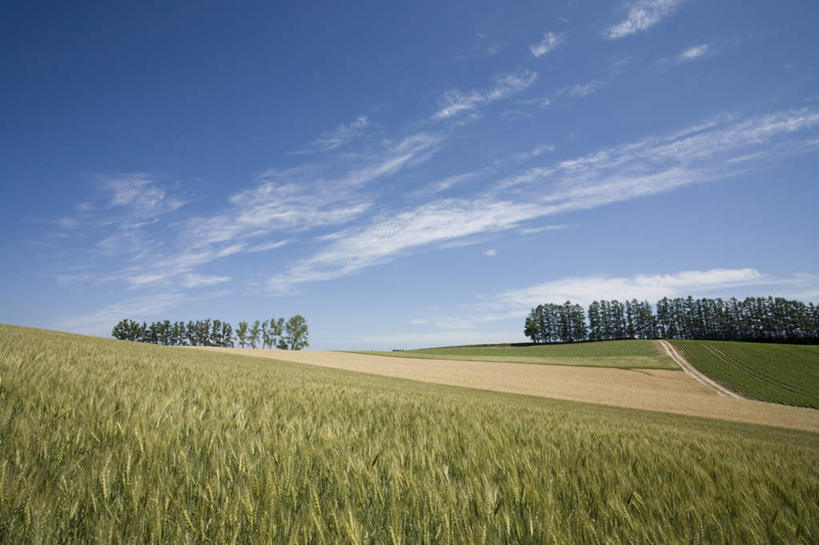 无人,农田,横图,室外,白天,正面,旅游,度假,庄稼,农作物,草地,草坪,美景,植物,道路,路,日本,亚洲,阴影,光线,影子,景观,云,云朵,小路,交通,云彩,娱乐,冲绳,草,树,树木,蓝色,绿色,白云,蓝天,天空,阳光,自然,天,享受,休闲,景色,放松,乡间小路,生长,成长,冲绳县,自然风光,东亚,琉球群岛,日本国,九州地方,彩图,耕地,庄稼田