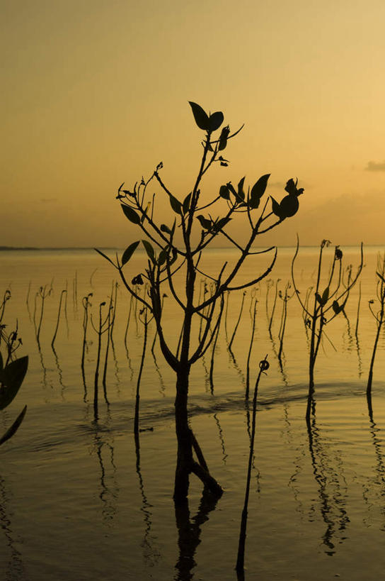 无人,竖图,室外,白天,正面,旅游,度假,海浪,海洋,美景,日落,植物,日本,亚洲,波纹,景观,浪花,晚霞,霞光,云,云朵,云彩,娱乐,冲绳,树,树木,绿色,白云,水纹,天空,自然,海水,黄昏,波浪,天,享受,休闲,金色,景色,彩霞,放松,生长,成长,冲绳县,自然风光,海景,东亚,琉球群岛,日本国,九州地方,大海,风浪,海,海水的波动,近岸浪,涌浪,夕阳,彩图