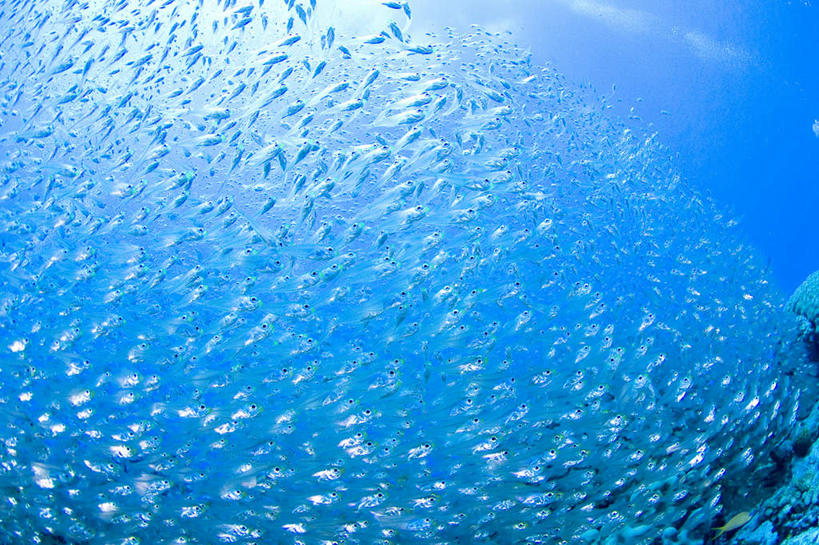 海鲜,无人,横图,室外,白天,仰视,旅游,度假,海底,水下,美景,一堆,许多,波纹,堆叠,堆积,鱼,珊瑚,景观,水底,注视,娱乐,珊瑚礁,水产,鱼类,海洋生物,水纹,自然,波浪,观察,看,享受,休闲,景色,放松,海底世界,观看,堆,游动,察看,关注,自然风光,水生动物,海产品,水生物,海底动物,海底礁,海床,礁,岩石,彩图,低角度拍摄