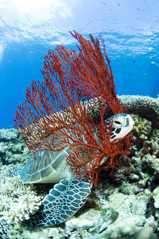 海鲜,无人,竖图,俯视,室外,白天,旅游,度假,海底,水下,美景,许多,波纹,鱼,珊瑚,景观,水底,注视,娱乐,珊瑚礁,水产,鱼类,海洋生物,水纹,自然,波浪,观察,看,享受,休闲,景色,放松,海底世界,观看,游动,察看,关注,自然风光,水生动物,海产品,水生物,海底动物,海底礁,海床,礁,岩石,彩图,高角度拍摄