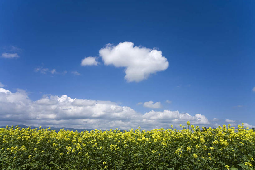 无人,横图,室外,白天,正面,旅游,度假,草地,草坪,花海,花圃,美景,植物,叶子,北海道,日本,亚洲,阴影,盛开,光线,影子,景观,云,云朵,花蕾,云彩,娱乐,草,花,花瓣,花朵,花卉,鲜花,黄色,蓝色,绿色,白云,蓝天,天空,阳光,自然,花丛,花束,花田,天,花苞,花蕊,油菜花,享受,休闲,景色,放松,自然风光,东亚,日本国,北海道地方,北海道岛,彩图,芸苔,芸薹
