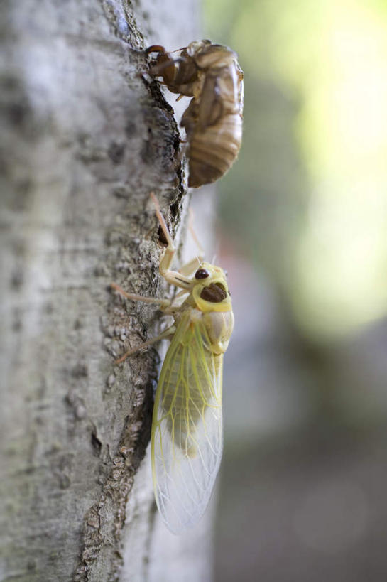 无人,竖图,室外,特写,白天,侧面,旅游,度假,草地,草坪,美景,植物,蝉,阴影,朦胧,模糊,光线,昆虫,影子,景观,注视,娱乐,草,树,树木,绿色,阳光,自然,动物,观察,看,趴着,两只,享受,休闲,景色,放松,生长,成长,观看,察看,关注,自然风光,害虫,蚱蝉,知了,趴,彩图,全身