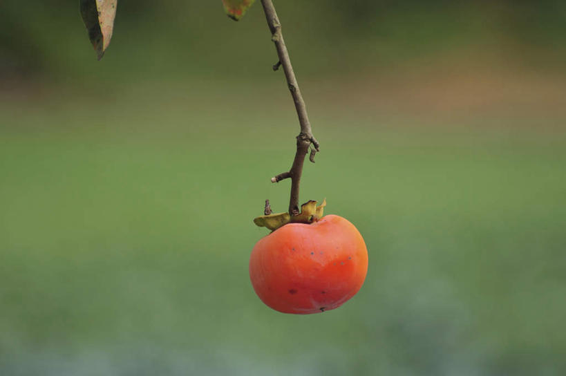 无人,横图,室外,特写,白天,正面,旅游,度假,美景,柿子,水果,叶子,日本,亚洲,朦胧,模糊,新鲜,景观,生食,食品,果实,绿叶,千叶县,娱乐,食物,一个,红色,自然,享受,休闲,嫩叶,景色,放松,有机食品,绿色食品,单个,自然风光,东亚,本州,关东地方,本州岛,日本国,千叶,叶,叶片,彩图