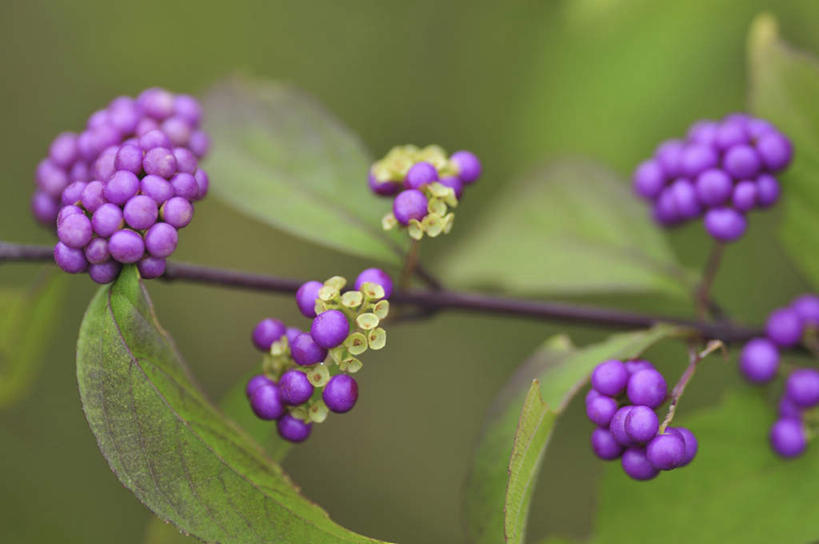 无人,横图,俯视,室外,特写,白天,旅游,度假,美景,植物,叶子,日本,亚洲,许多,朦胧,模糊,盛开,景观,绿叶,千叶县,娱乐,花,花瓣,花朵,花卉,鲜花,紫色,自然,花蕊,享受,休闲,嫩叶,景色,放松,自然风光,东亚,本州,关东地方,本州岛,日本国,千叶,白棠子树,紫珠,叶,叶片,彩图,高角度拍摄