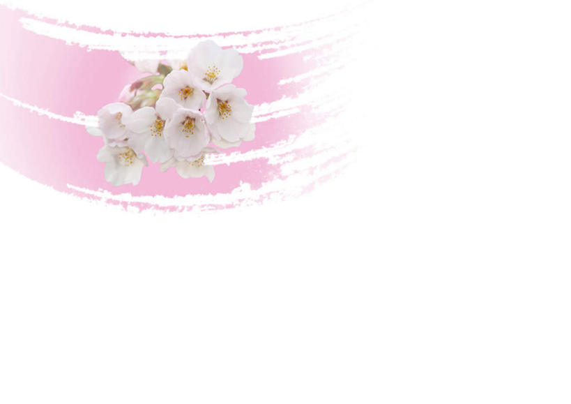 无人,横图,俯视,室内,白天,白色背景,旅游,度假,美景,植物,樱花,叶子,许多,盛开,景观,绿叶,娱乐,花,花瓣,花朵,花卉,鲜花,白色,自然,花蕊,享受,休闲,嫩叶,景色,放松,摄影,影棚,自然风光,仙樱花,福岛樱,青肤樱,叶,叶片,荆桃,彩图,高角度拍摄,影棚拍摄,拍摄