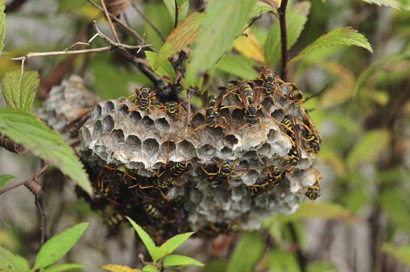 无人,站,横图,俯视,室外,特写,白天,旅游,度假,美景,蜜蜂,叶子,日本,亚洲,许多,朦胧,模糊,昆虫,蜂巢,蜂窝,景观,绿叶,千叶县,娱乐,自然,动物,站着,享受,休闲,嫩叶,景色,放松,自然风光,益虫,东亚,本州,关东地方,本州岛,日本国,千叶,叶,叶片,站立,彩图,高角度拍摄