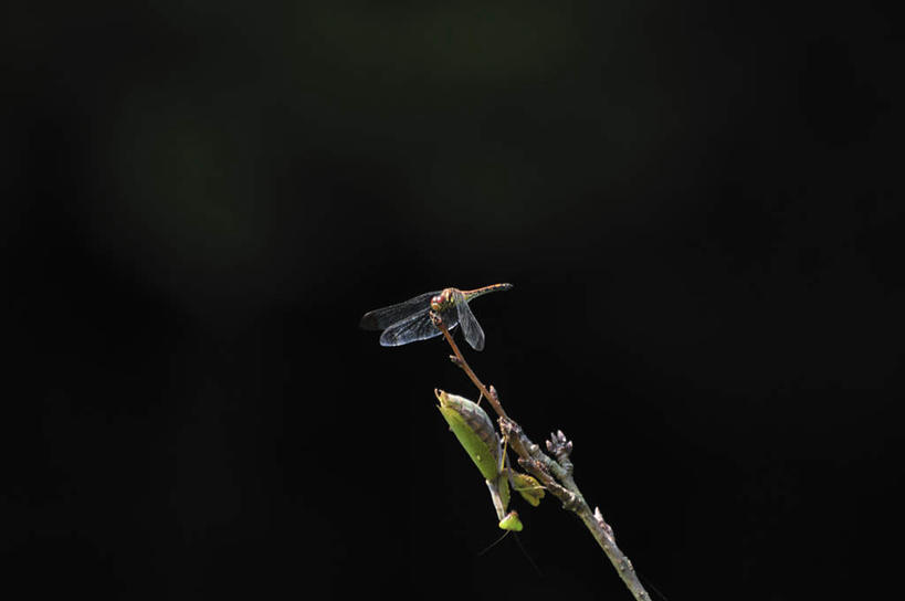 无人,站,横图,俯视,室内,白天,旅游,度假,美景,日本,亚洲,一根,黑色背景,朦胧,模糊,蜻蜓,昆虫,蚱蜢,景观,千叶县,停留,娱乐,树枝,自然,动物,站着,两只,享受,休闲,景色,放松,自然风光,益虫,东亚,本州,关东地方,本州岛,日本国,千叶,站立,彩图,高角度拍摄,全身
