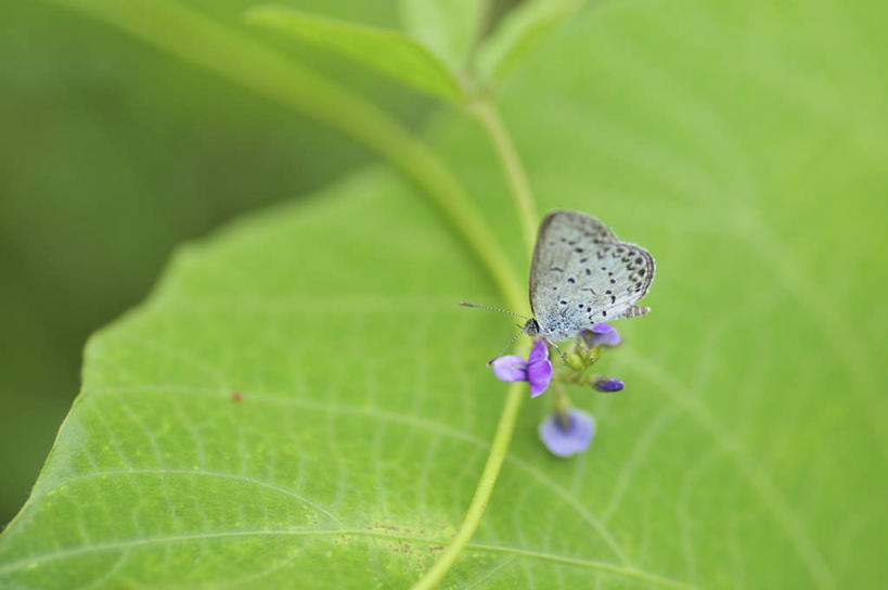 无人,横图,俯视,室外,特写,白天,旅游,度假,美景,植物,叶子,日本,亚洲,朦胧,模糊,盛开,昆虫,景观,绿叶,千叶县,娱乐,花,花瓣,花朵,花卉,鲜花,一朵,一只,紫色,白色,自然,动物,花蕊,享受,休闲,嫩叶,景色,放松,自然风光,益虫,东亚,本州,关东地方,本州岛,日本国,千叶,酢浆灰蝶,叶,叶片,彩图,高角度拍摄,全身