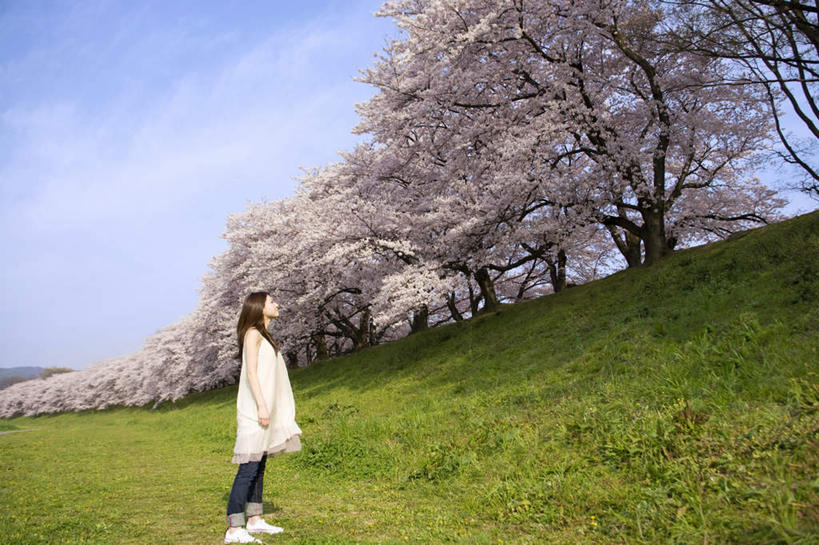 东方人,一个人,站,横图,室外,白天,侧面,旅游,度假,草地,草坪,美景,树林,植物,亚洲,仅一个年轻女性,仅一个女性,仅一个人,许多,景观,樱花树,注视,黄种人,娱乐,草,树,树木,蓝色,绿色,蓝天,天空,自然,天,观察,看,站着,享受,休闲,景色,放松,生长,晴朗,成长,观看,察看,关注,自然风光,万里无云,年轻女性,女人,女性,亚洲人,晴空,晴空万里,抬头,仰头,站立,彩图,全身