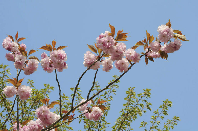 无人,横图,室外,白天,仰视,旅游,度假,花海,花圃,美景,树林,植物,樱花,叶子,日本,亚洲,许多,盛开,景观,绿叶,花蕾,娱乐,花,花瓣,花朵,花卉,鲜花,树,树木,粉色,蓝色,绿色,蓝天,天空,自然,花丛,花田,天,花苞,花蕊,享受,休闲,嫩叶,景色,放松,生长,晴朗,成长,自然风光,东亚,本州,万里无云,本州岛,日本国,中国地方,仙樱花,福岛樱,青肤樱,鸟取,鸟取县,叶,叶片,晴空,晴空万里,荆桃,彩图,低角度拍摄