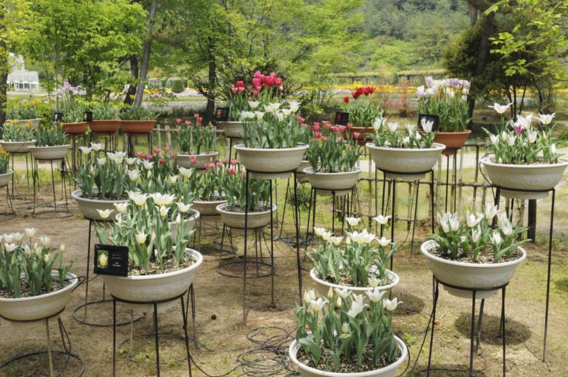 无人,横图,俯视,室外,白天,爱情,旅游,度假,美景,树林,植物,郁金香,叶子,花盆,日本,亚洲,许多,阴影,盛开,光线,影子,景观,绿叶,祝福,娱乐,花,花瓣,花朵,花卉,鲜花,树,树木,红色,绿色,白色,阳光,自然,花蕊,享受,休闲,嫩叶,景色,放松,生长,成长,表白,自然风光,荣誉,东亚,本州,本州岛,日本国,中国地方,永恒,冈山,冈山县,叶,叶片,郁香,洋荷花,草麝香,彩图,高角度拍摄