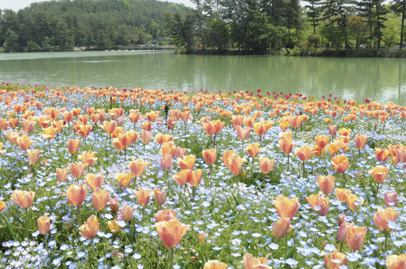 无人,横图,俯视,室外,白天,爱情,旅游,度假,花海,花圃,河流,美景,树林,水,植物,郁金香,叶子,日本,亚洲,许多,盛开,河水,景观,水流,绿叶,祝福,花蕾,娱乐,花,花瓣,花朵,花卉,鲜花,树,树木,蓝色,绿色,蓝天,天空,自然,花丛,花田,天,花苞,花蕊,享受,休闲,嫩叶,景色,放松,生长,晴朗,成长,表白,自然风光,荣誉,东亚,本州,万里无云,本州岛,日本国,中国地方,永恒,冈山,冈山县,叶,叶片,晴空,晴空万里,郁香,洋荷花,草麝香,彩图,高角度拍摄