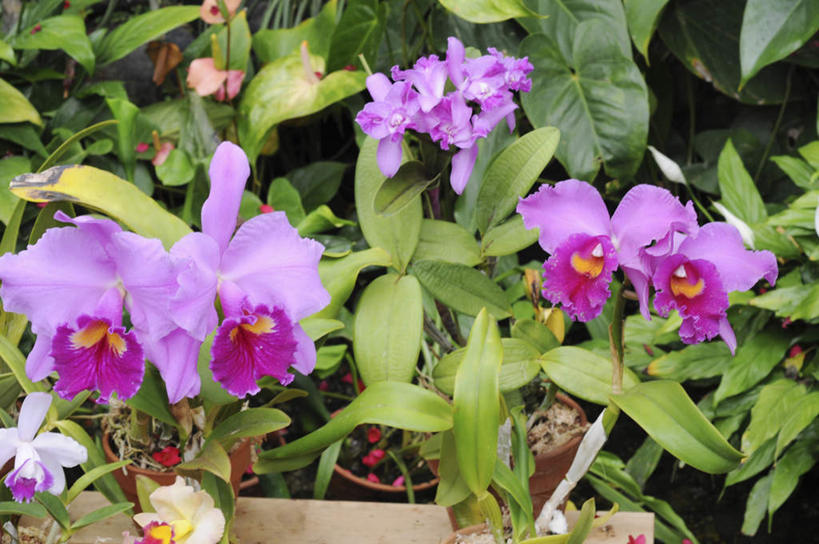 无人,横图,俯视,室外,特写,白天,旅游,度假,花海,花圃,美景,植物,叶子,日本,亚洲,许多,盛开,景观,绿叶,花蕾,娱乐,花,花瓣,花朵,花卉,鲜花,绿色,紫色,自然,花丛,花田,花苞,花蕊,享受,休闲,嫩叶,景色,放松,生长,成长,高雅,自然风光,东亚,本州,本州岛,日本国,近畿地方,近畿,兵库,兵库县,淡泊,花中君子,兰花,叶,叶片,彩图,高角度拍摄