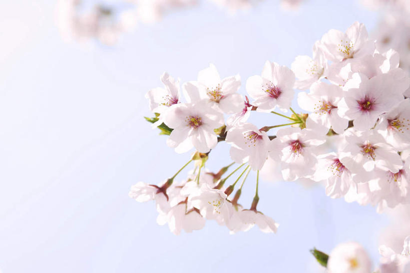 无人,横图,室外,特写,白天,仰视,旅游,度假,美景,植物,樱花,叶子,日本,亚洲,许多,朦胧,模糊,盛开,景观,绿叶,娱乐,花,花瓣,花朵,花卉,鲜花,蓝色,蓝天,天空,自然,天,花蕊,享受,休闲,嫩叶,景色,放松,晴朗,自然风光,东亚,本州,万里无云,本州岛,日本国,近畿地方,近畿,兵库,兵库县,仙樱花,福岛樱,青肤樱,叶,叶片,晴空,晴空万里,荆桃,彩图,低角度拍摄