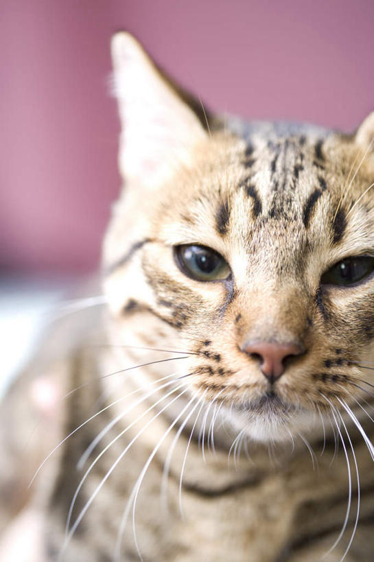 无人,站,竖图,俯视,室内,特写,白天,宠物,猫,阴影,红色背景,花纹,条纹,光线,影子,注视,一只,阳光,动物,观察,看,站着,可爱,观看,察看,关注,斑纹,猫咪,站立,半身,彩图,高角度拍摄