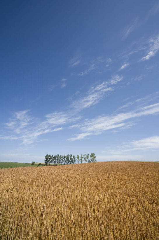 无人,农田,竖图,室外,白天,仰视,旅游,度假,农业,庄稼,农作物,草地,草坪,美景,树林,植物,北海道,日本,亚洲,许多,稻田,景观,云,云朵,云彩,娱乐,草,树,树木,蓝色,绿色,白云,蓝天,天空,自然,天,享受,休闲,景色,放松,生长,晴朗,成长,自然风光,东亚,日本国,北海道地方,北海道岛,晴空,彩图,低角度拍摄,耕地,庄稼田