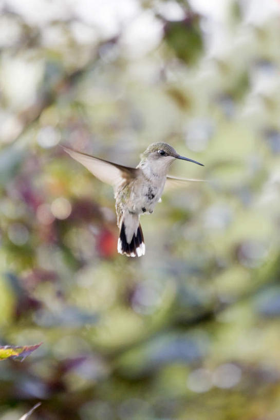 无人,竖图,俯视,室外,白天,旅游,度假,美景,树林,植物,蜂鸟,鸟,美国,许多,飞翔,朦胧,模糊,鸟类,景观,娱乐,树,树木,一只,蓝色,绿色,蓝天,天空,自然,天,享受,休闲,景色,放松,生长,晴朗,成长,北美,北美洲,自然风光,美洲,万里无云,北亚美利加洲,亚美利加洲,晴空,晴空万里,彩图,高角度拍摄,全身