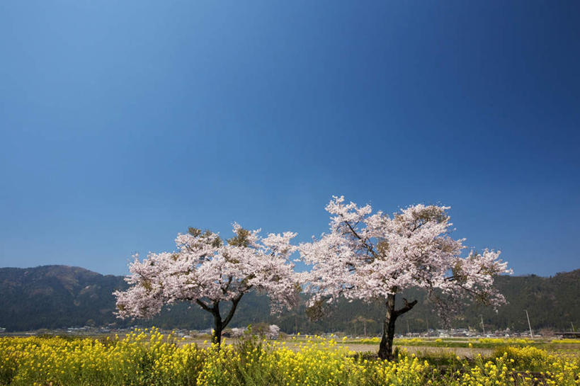 无人,横图,室外,白天,正面,旅游,度假,美景,山,树林,植物,樱花,叶子,日本,亚洲,许多,阴影,盛开,光线,影子,景观,山峰,绿叶,山峦,娱乐,花,花瓣,花朵,花卉,鲜花,树,树木,黄色,蓝色,绿色,蓝天,天空,阳光,自然,天,花蕊,油菜花,享受,休闲,嫩叶,景色,放松,生长,晴朗,成长,自然风光,东亚,本州,万里无云,本州岛,日本国,近畿地方,近畿,滋贺,滋贺县,仙樱花,福岛樱,青肤樱,叶,叶片,晴空,晴空万里,荆桃,彩图,芸苔,芸薹