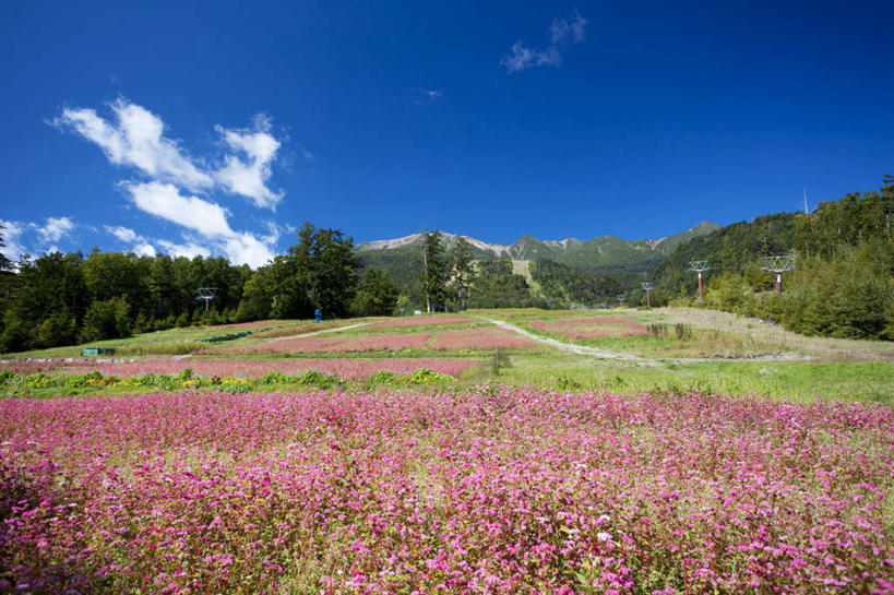 无人,农田,横图,室外,白天,正面,旅游,度假,庄稼,农作物,草地,美景,山,树林,植物,叶子,长野县,日本,亚洲,许多,盛开,景观,山峰,云,云朵,绿叶,山峦,荞麦,云彩,娱乐,草,花,花瓣,花朵,花卉,鲜花,树,树木,蓝色,绿色,白云,蓝天,天空,自然,天,花蕊,享受,休闲,嫩叶,景色,放松,生长,晴朗,成长,自然风光,东亚,本州,本州岛,日本国,中部地方,长野,御岳山,叶,叶片,晴空,彩图,耕地,庄稼田