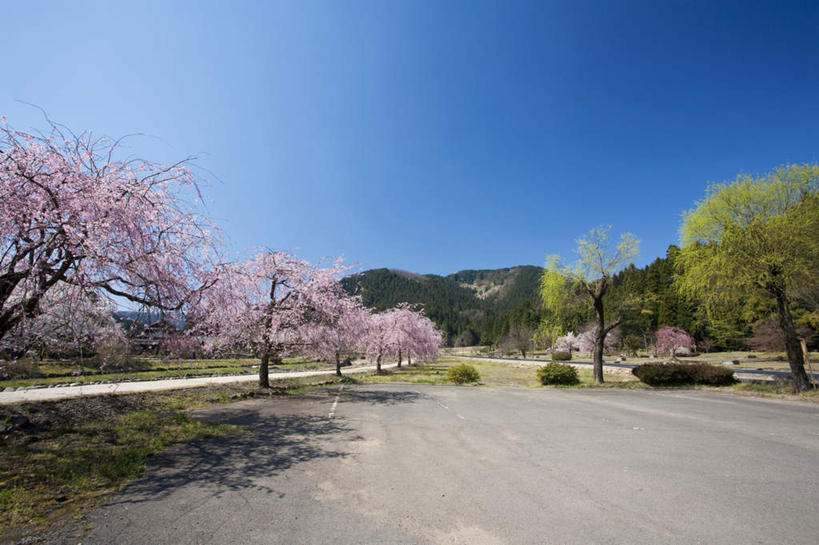 无人,横图,室外,白天,仰视,旅游,度假,美景,山,树林,植物,道路,路,樱花,叶子,日本,亚洲,许多,阴影,光线,影子,景观,山峰,小路,绿叶,交通,山峦,花蕾,娱乐,花瓣,花朵,花卉,鲜花,树,树木,蓝色,绿色,蓝天,天空,阳光,自然,天,花苞,享受,休闲,嫩叶,景色,放松,生长,晴朗,成长,自然风光,东亚,本州,万里无云,本州岛,日本国,中部地方,福井,福井县,仙樱花,福岛樱,青肤樱,叶,叶片,晴空,晴空万里,荆桃,彩图,低角度拍摄