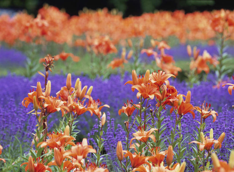 无人,横图,俯视,室外,白天,爱情,旅游,度假,花海,花圃,美景,植物,百合花,叶子,富山县,日本,亚洲,许多,朦胧,模糊,盛开,景观,绿叶,浪漫,花蕾,娱乐,花,花瓣,花朵,花卉,鲜花,绿色,自然,香草,花丛,花田,花苞,花蕊,薰衣草,享受,休闲,嫩叶,景色,放松,生长,成长,自然风光,呼吸,东亚,本州,本州岛,日本国,中部地方,强瞿,灵香草,黄香草,富山,奇迹,百合蒜,倒仙,番韭,山丹,叶,叶片,彩图,高角度拍摄
