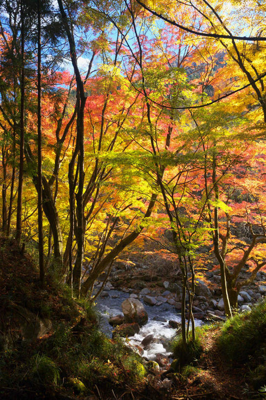 无人,竖图,俯视,室外,白天,旅游,度假,河流,石头,美景,秋季,树林,水,植物,日本,亚洲,许多,石子,河水,景观,水流,娱乐,树,树木,蓝色,绿色,蓝天,天空,自然,天,享受,休闲,景色,放松,生长,晴朗,成长,自然风光,东亚,本州,万里无云,本州岛,日本国,东北地方,福岛,福岛县,石块,晴空,晴空万里,秋,秋天,彩图,高角度拍摄