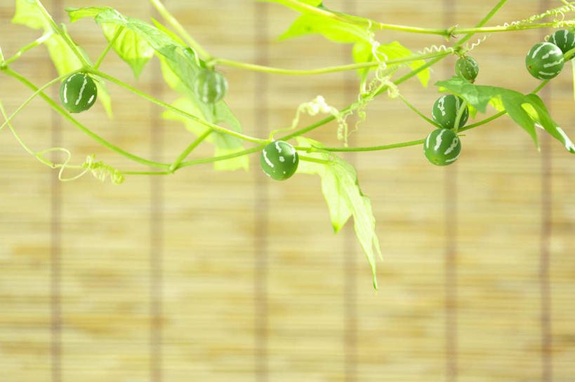 无人,横图,室外,特写,白天,正面,度假,美景,城市风光,城市,竹子,蔬菜,叶子,神奈川,日本,亚洲,一堆,许多,堆叠,堆积,朦胧,模糊,新鲜,竹帘,景观,食品,绿叶,神奈川县,娱乐,食物,绿色,享受,休闲,嫩叶,景色,放松,有机食品,绿色食品,堆,东亚,本州,关东地方,本州岛,日本国,雀瓜,叶,叶片,彩图