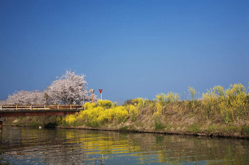 无人,横图,室外,白天,正面,旅游,度假,花海,花圃,河流,美景,水,植物,指示牌,樱花,叶子,日本,亚洲,许多,盛开,标志,木板,文字,河水,景观,水流,桥,绿叶,木桥,花蕾,娱乐,标识,栈桥,花,花瓣,花朵,花卉,鲜花,蓝色,绿色,蓝天,天空,自然,花丛,花田,天,花苞,花蕊,油菜花,享受,休闲,嫩叶,景色,放松,生长,晴朗,成长,人行桥,木板桥,自然风光,东亚,本州,万里无云,本州岛,日本国,近畿地方,近畿,滋贺,滋贺县,仙樱花,福岛樱,青肤樱,叶,叶片,晴空,晴空万里,荆桃,彩图,芸苔,芸薹