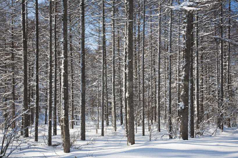 无人,横图,室外,白天,仰视,旅游,度假,美景,树林,雪,植物,大雪,道路,路,日本,亚洲,许多,阴影,光线,影子,积雪,景观,雪景,冬季,冬天,小路,交通,娱乐,树,树木,蓝色,绿色,蓝天,天空,阳光,自然,天,享受,休闲,景色,放松,寒冷,生长,晴朗,成长,自然风光,东亚,本州,万里无云,本州岛,日本国,中部地方,岐阜,岐阜县,严寒,晴空,晴空万里,彩图,低角度拍摄