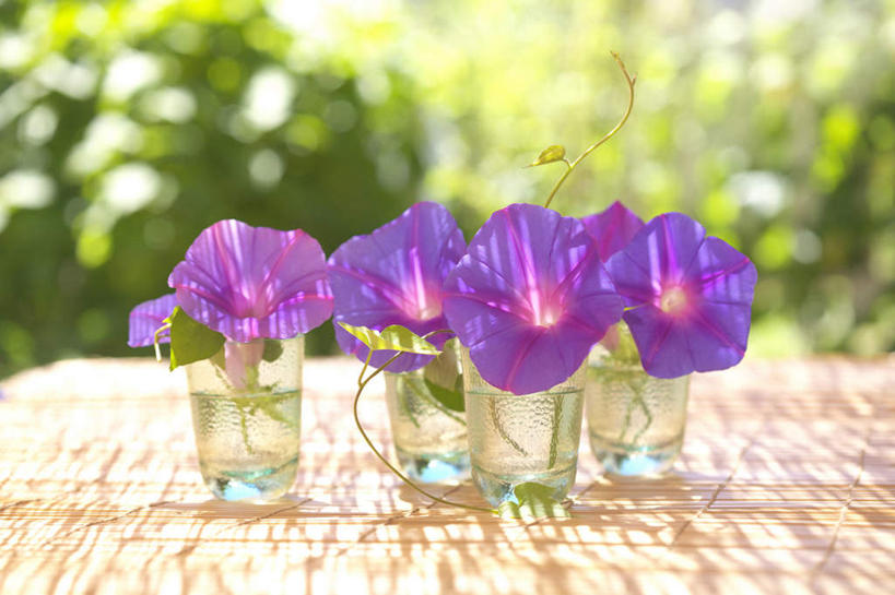 无人,横图,俯视,室外,白天,爱情,旅游,度假,美景,水,植物,桌子,喇叭花,杯子,叶子,神奈川,日本,亚洲,四朵,朦胧,模糊,盛开,液体,景观,水滴,绿叶,神奈川县,娱乐,玻璃制品,花,花瓣,花朵,花卉,鲜花,自然,水杯,花蕊,享受,休闲,嫩叶,景色,放松,虚幻,自然风光,东亚,本州,关东地方,本州岛,日本国,永恒,牵牛,牵牛子,勤娘子,碧冬茄,朝颜花,灵芝牡丹,冷静,牵牛花,叶,叶片,玻璃杯,彩图,高角度拍摄