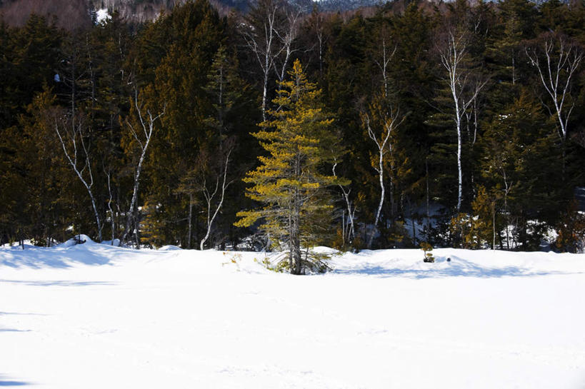 无人,横图,室外,白天,正面,旅游,度假,美景,树林,雪,植物,大雪,富山县,日本,亚洲,许多,阴影,光线,影子,积雪,景观,雪景,冬季,冬天,娱乐,树,树木,绿色,阳光,自然,享受,休闲,景色,放松,寒冷,生长,成长,自然风光,东亚,本州,本州岛,日本国,中部地方,严寒,富山,彩图
